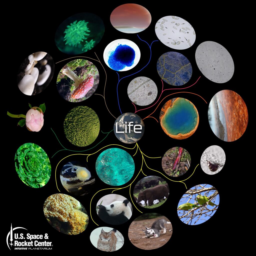 Fulldome still: a circle of images of life forms from microbes to animals
